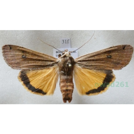 Noctua pronuba (Linnaeus, 1758) Rolnica tasiemka Czech31f